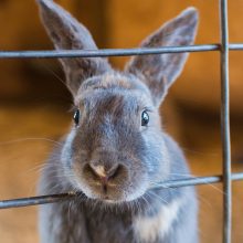 I have a pet rabbit - people started begging me to give it some exercise after thinking it was something else