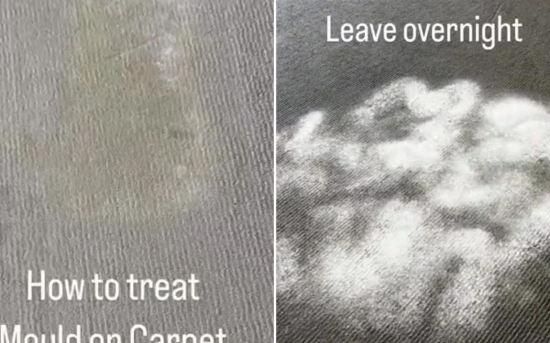 I'm a pro cleaner - how to get rid of mould on carpets & why you should NEVER reach for the bleach