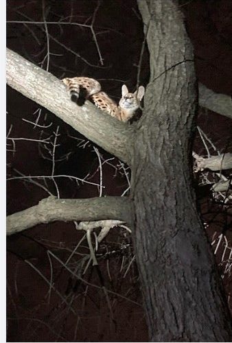 The 'Cocaine Cat' Is Recovering at Cincinnati Zoo