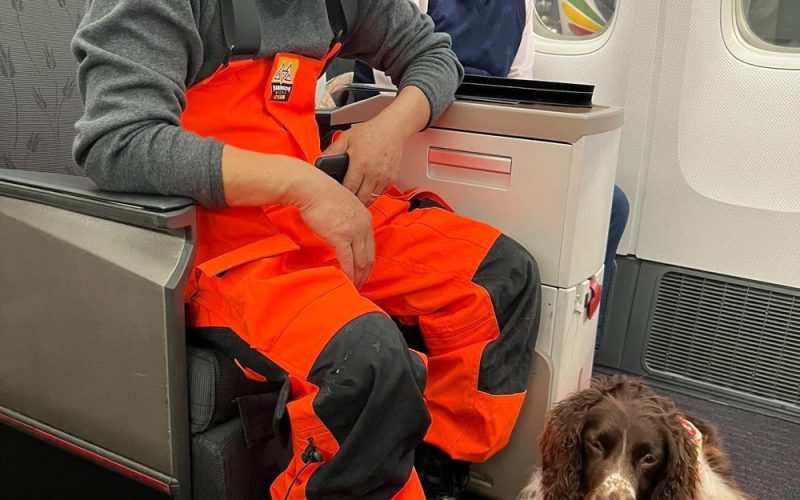 Turkish Airlines Flies Hero Dogs Home In Style