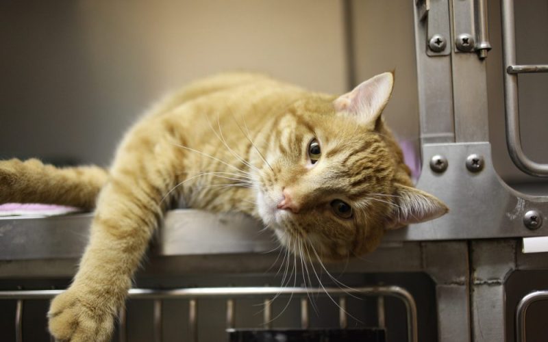 Orange kitty staring into camera used for veterinary marketing