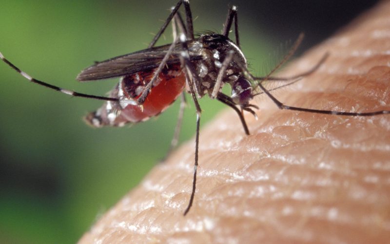 Brit tourist caught deadly dengue fever in top European hotspot