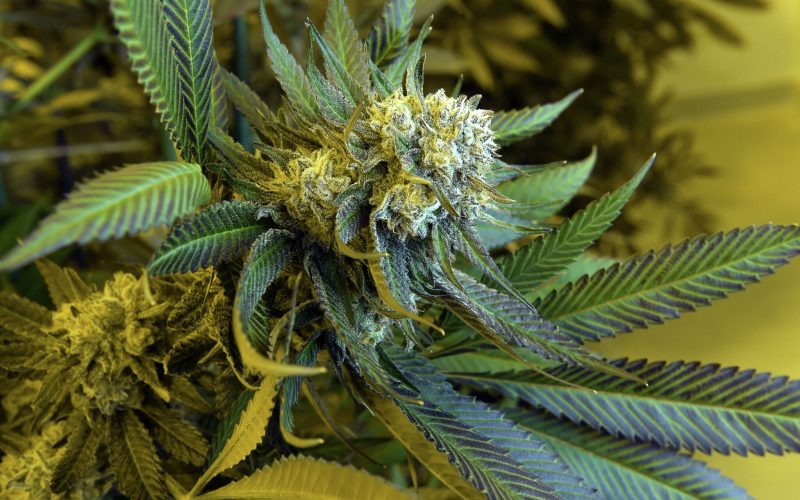 Can I use cannabis after work? In CT, it depends what your job is