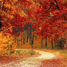 You have the eyes of a hawk if you can spot the two hidden tigers lurking in this fiendishly tricky optical illusion