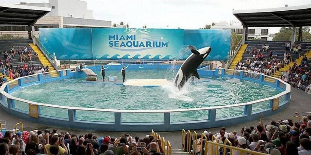 Lolita or Tokitae the orca jumping out of the water in her small enclosure in the Miami Seaquarium.