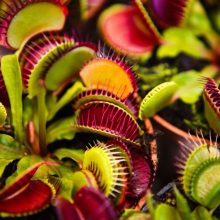 How to care for Venus fly traps — 7 key tips