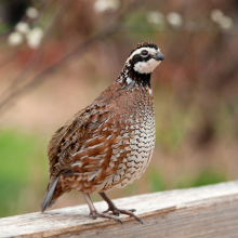 Man's Pet Quail Makes More Money in a Year Than a Good Majority of Humans